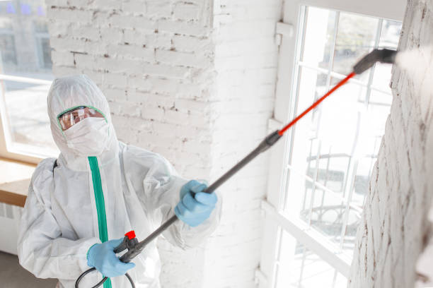 Best Attic Mold Removal  in Kimberling City, MO